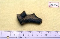 藏品(鹿角兩段)的圖片